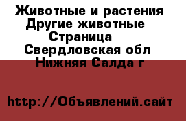 Животные и растения Другие животные - Страница 3 . Свердловская обл.,Нижняя Салда г.